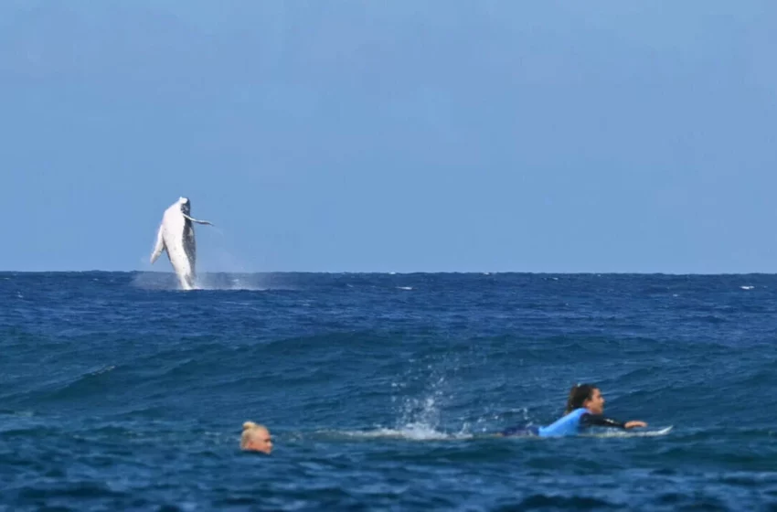  ΒΙΝΤΕΟ / Ολυμπιακοί Αγώνες: Φάλαινα κάνει photobombing και διακόπτει το σέρφινγκ στην Ταϊτή